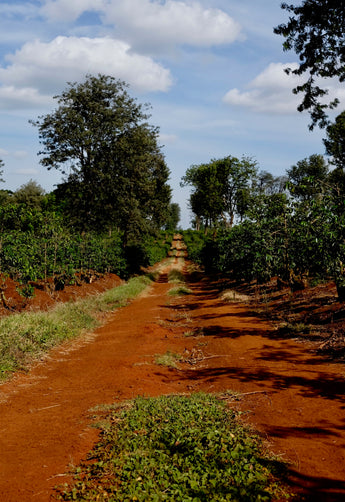 Africa Cupping -  Friday, Feb 15th at 10am