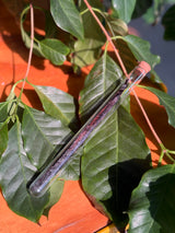 Vanilla Bean Grade B