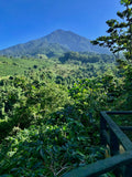Guatemala / Finca Esperanza