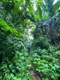 Guatemala / Finca Esperanza