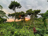 Guatemala / Finca Esperanza